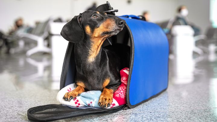 migrating to Australia with your pet